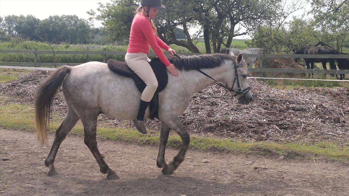 Anden særlig race Hugsy billede 14