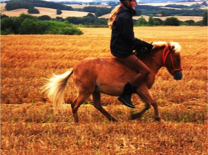 Shetlænder Cookie - Guldklumpen. - MIT STØRSTE SAVN! - Allerførste galop på dig. *-: 
- Du en stjerne, og uanset hvorhen du svæver, vil jeg altid svæve med dig.  billede 15