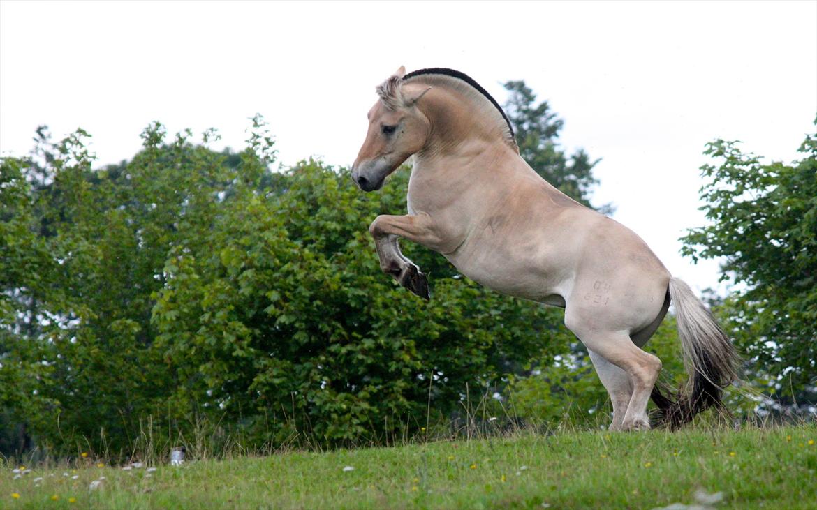 Fjordhest Ronaldo "Otto" Nordly - Viser sig rigtig frem. Calypso, en meget dominerende vallak kom på besøg, så han skulle lige vise hvem der bestemte.

Dette billed kommer måske med i en heste kalender ! :) Nu får vi at se når året er ved at være omme billede 11