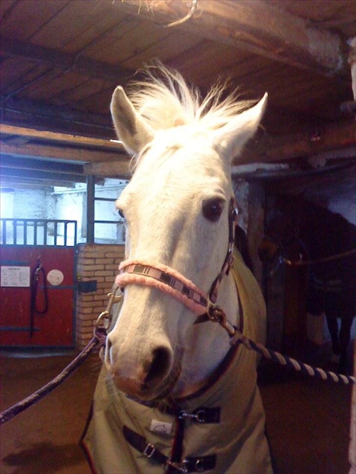Anden særlig race Josephine billede 3