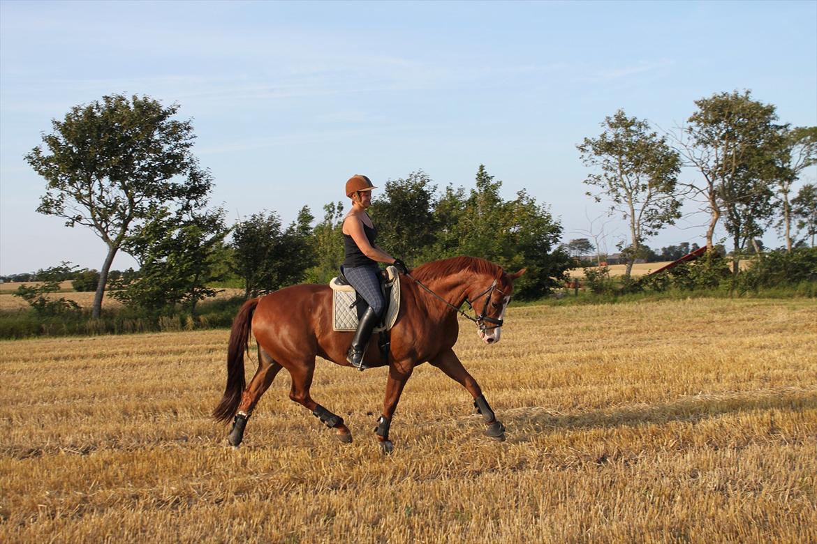 Hollandsk Varmblod Tessa billede 5