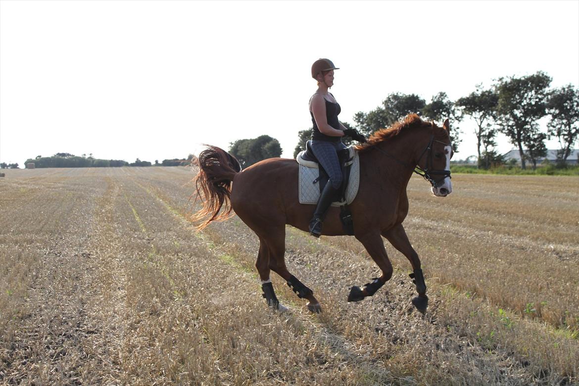 Hollandsk Varmblod Tessa billede 16