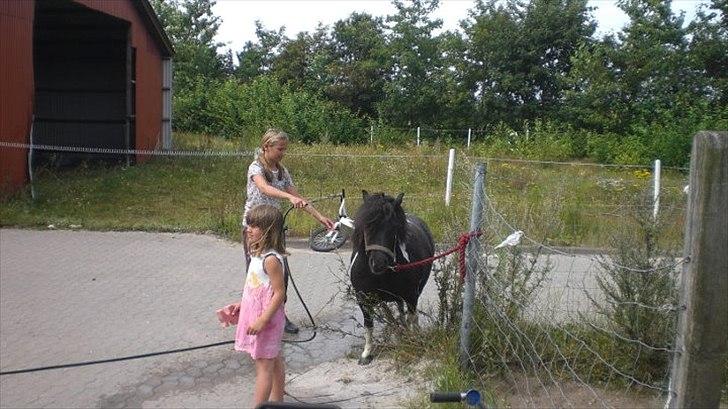 Shetlænder Josephine  *min moster´s - Hun blev lige vasket ;D billede 4