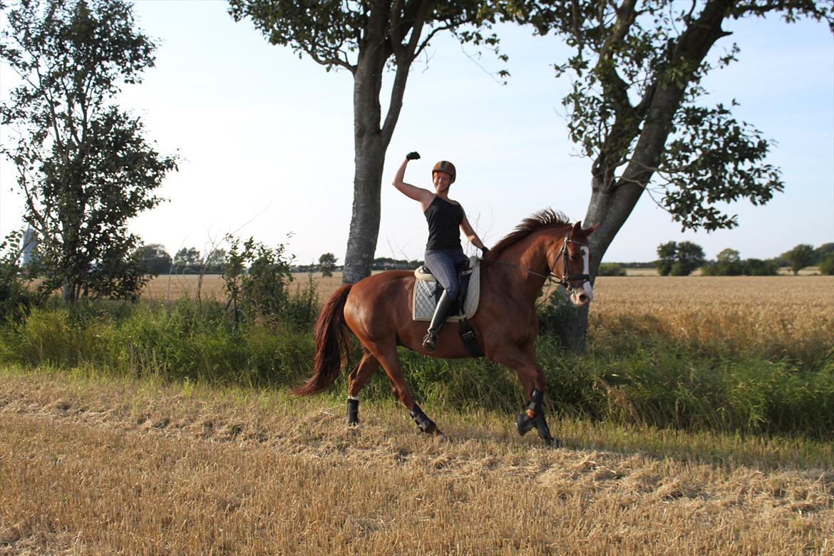 Hollandsk Varmblod Tessa billede 19