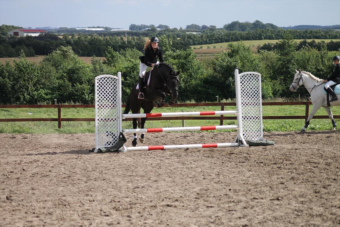 Welsh Cob (sec D) Laban Søholt. billede 18