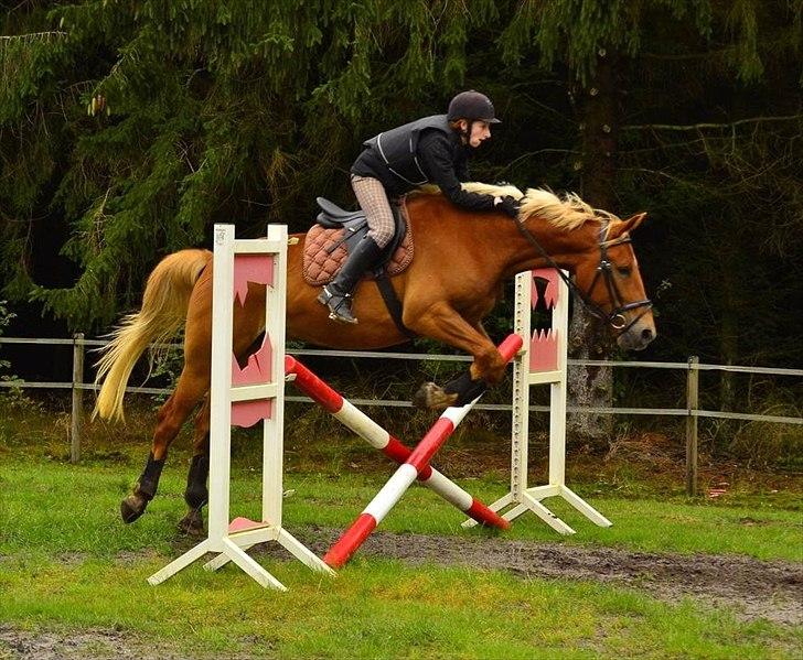 Anden særlig race Julius Cæsar *Solgt* - Fotograf: Mathilde Danmark billede 2