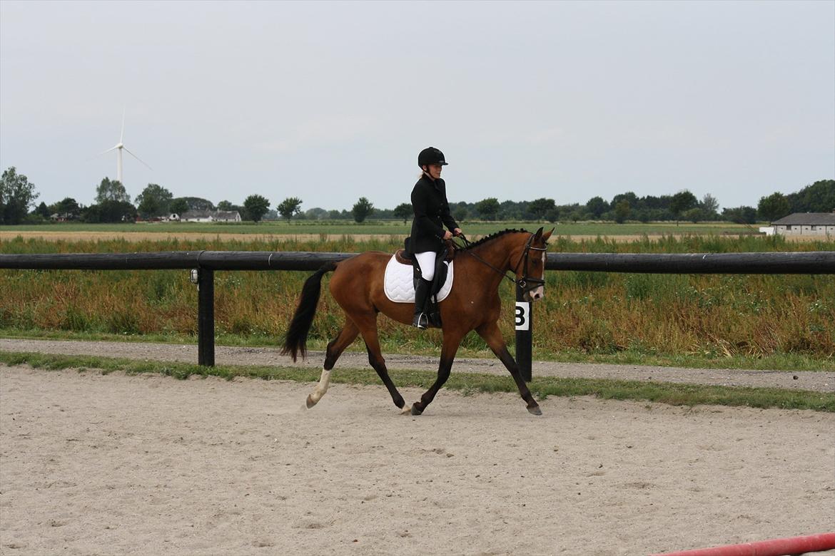 Hollandsk Varmblod Webster W - Hestedag 7. august LD 1, 3 år billede 7