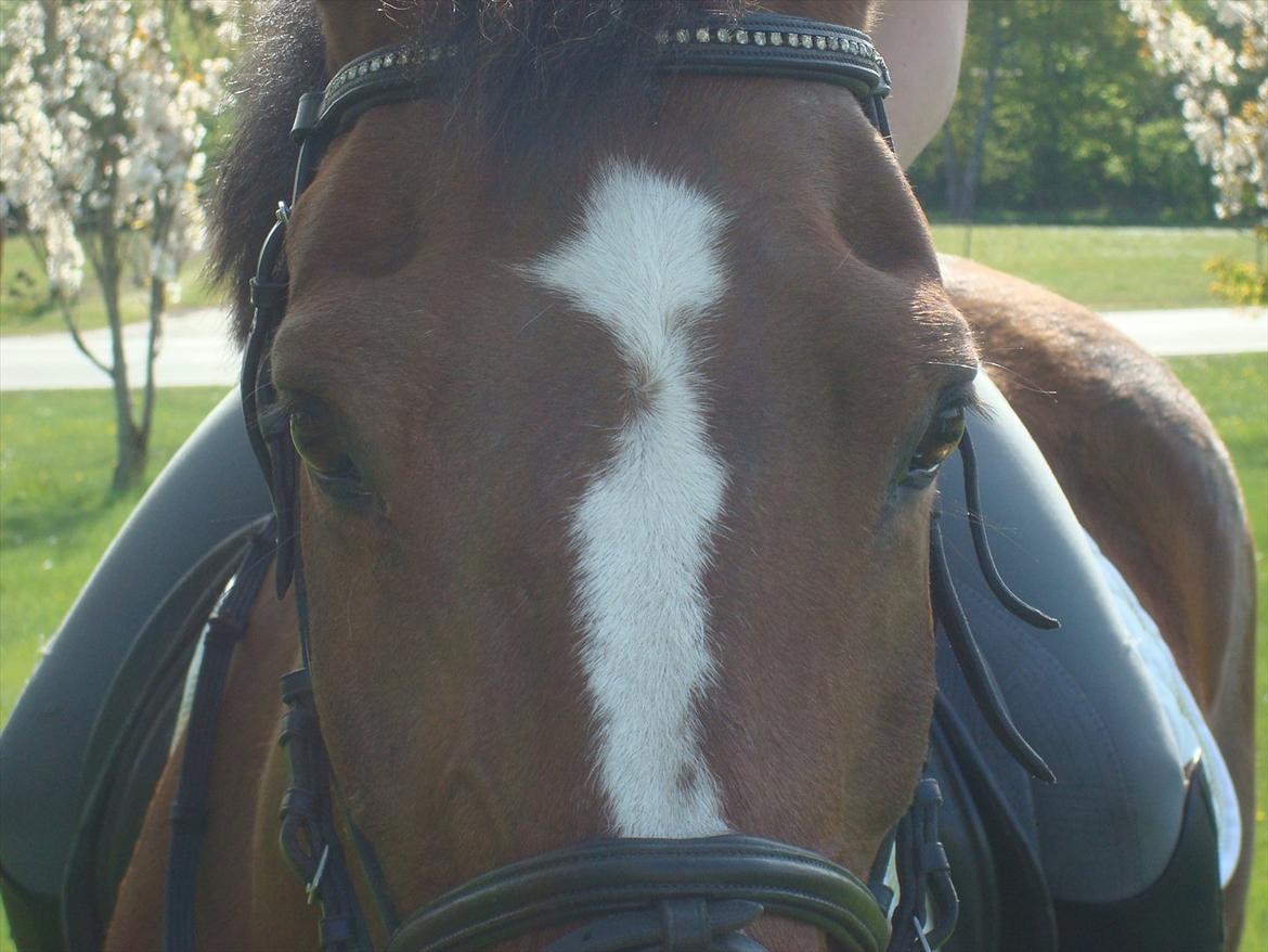 Tysk Sportspony Fin billede 5