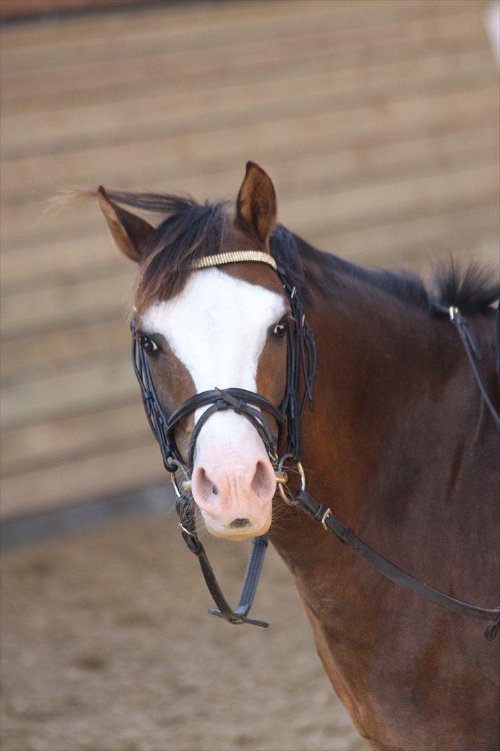 Welsh Pony (sec B) Brookwater Paramount billede 18