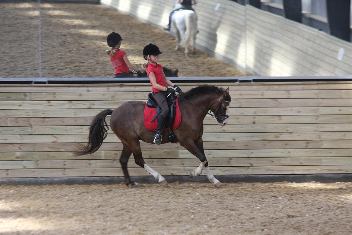 Welsh Pony (sec B) Brookwater Paramount - Tak fordi du kiggede med - læg gerne en hilsen til os billede 20