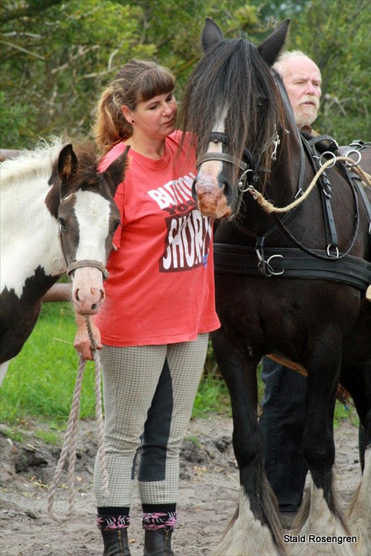 Tinker Shakilas Gipsy - My horse and me :) billede 16