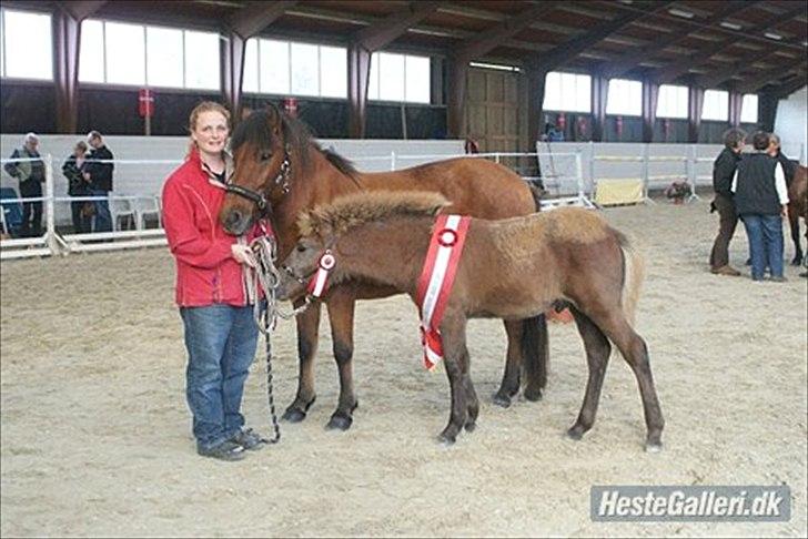 Islænder Svelnir fra Gammeltoftgaard - Svelnir og Mor Selma til det fynskefølshow 2010 billede 9