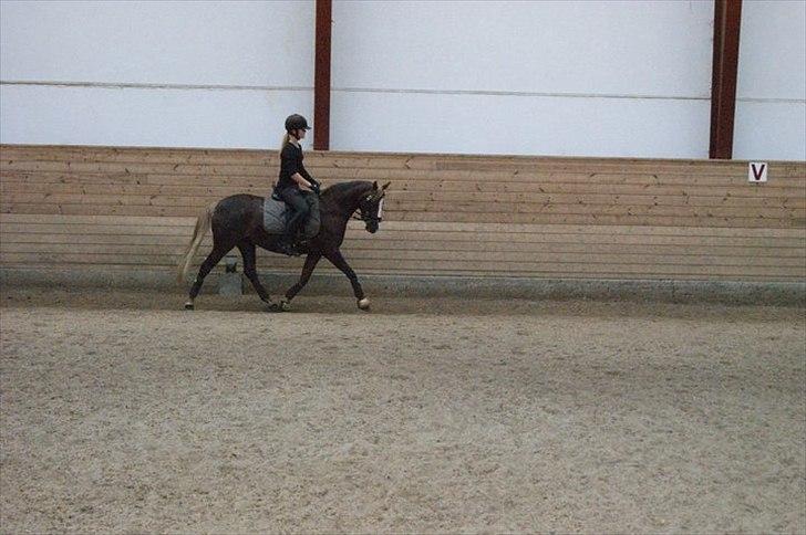 DSP Skovlyst´s Nikita <3 - Dressur træning d 9.8.11<3 billede 11
