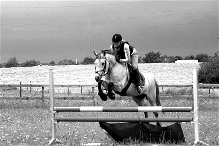 Anden særlig race Remember Me (Solgt) - Træning med SAR holdet i Sakskøbing :-) billede 19