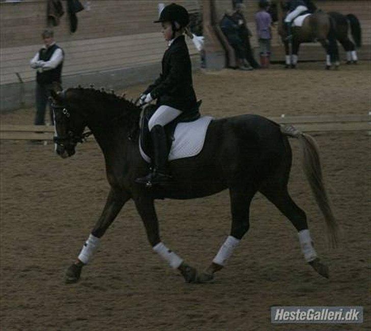 DSP Skovlyst´s Nikita <3 - Vores føreste stævne!<3 billede 12