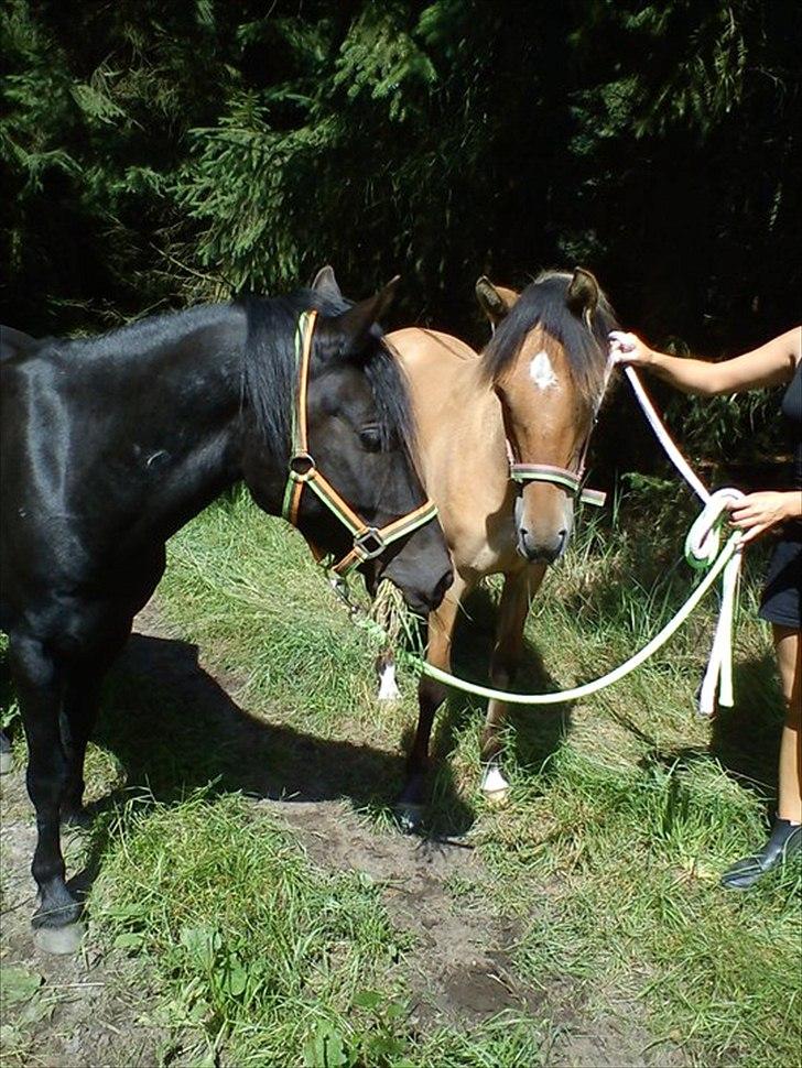 Anden særlig race Unica star - Unica og Nafi. billede 19