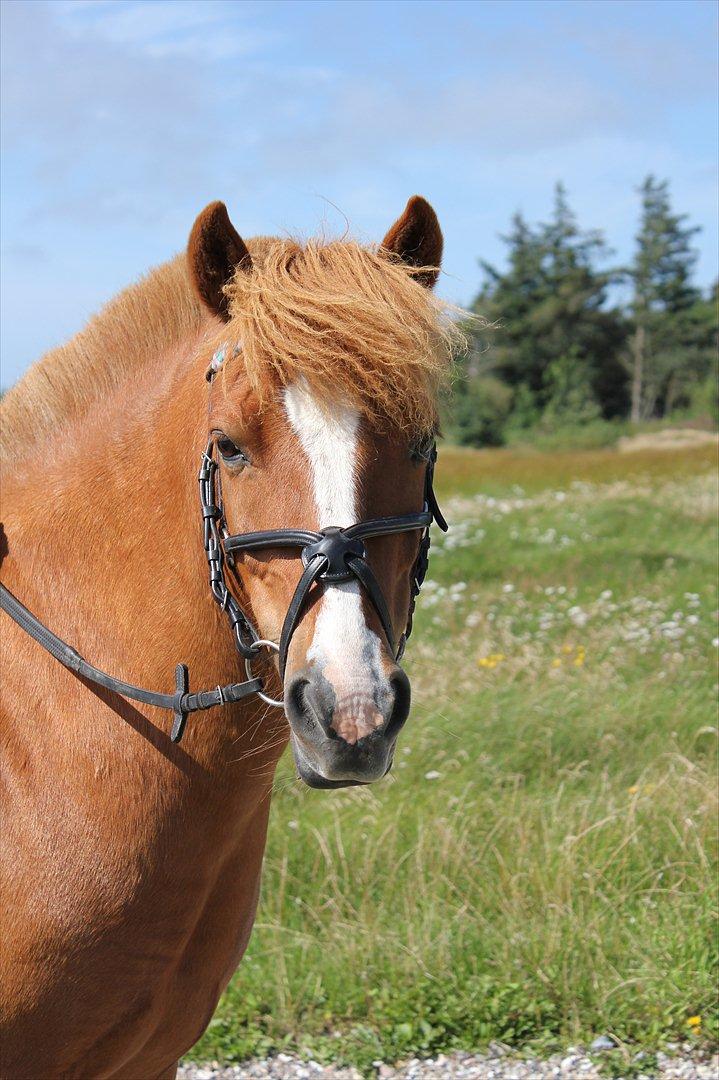 Anden særlig race Lukas - Hej Skønne!
Foto: Astrid Emilie Bansmann. 
9/8 11 billede 7