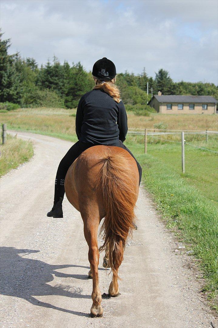 Anden særlig race Lukas - Tak fordi i kiggede med:-) På vej på fold. Foto: Astrid Emilie Bansmann. 
9/8 11 billede 14