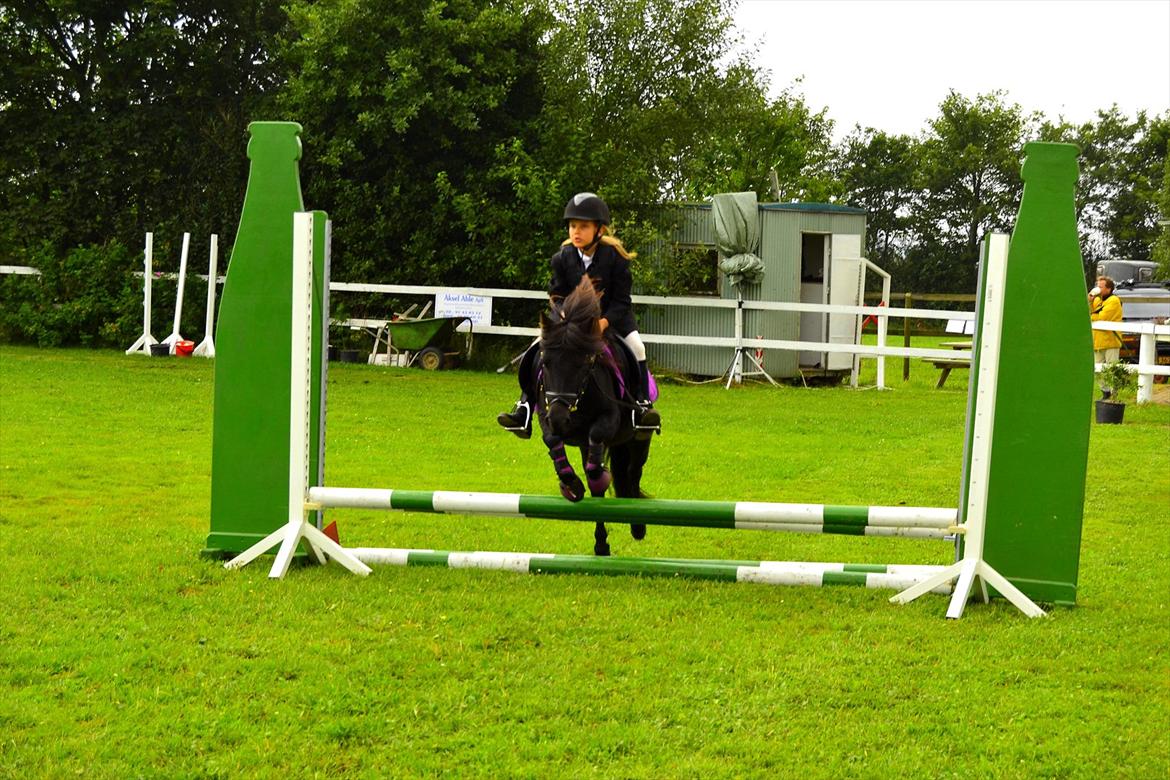 Shetlænder bs(har redet) - jytte og bs til spring stævne i aulum billede 7