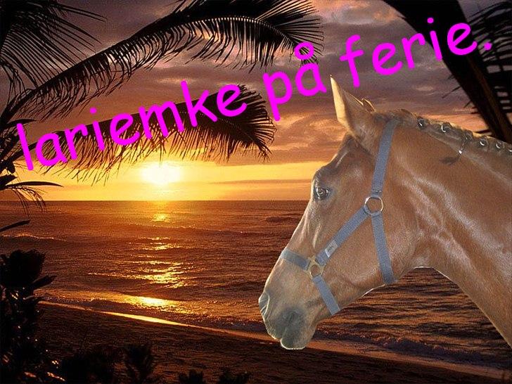 Hollandsk Varmblod | Lariemke | billede 11