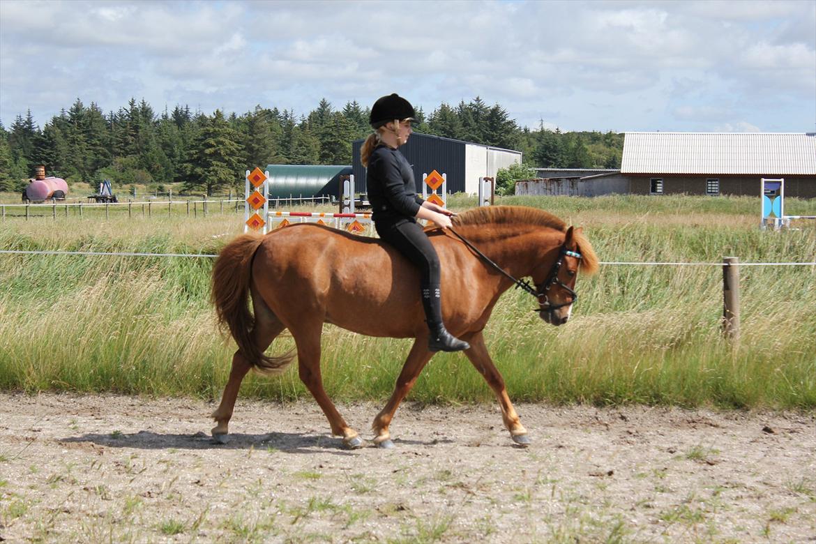 Anden særlig race Lukas - Vi havde ikke redet i en måned, men du er sød som altid<3. Foto Astrid Emilie Bansmann. 
9/8 11 billede 4