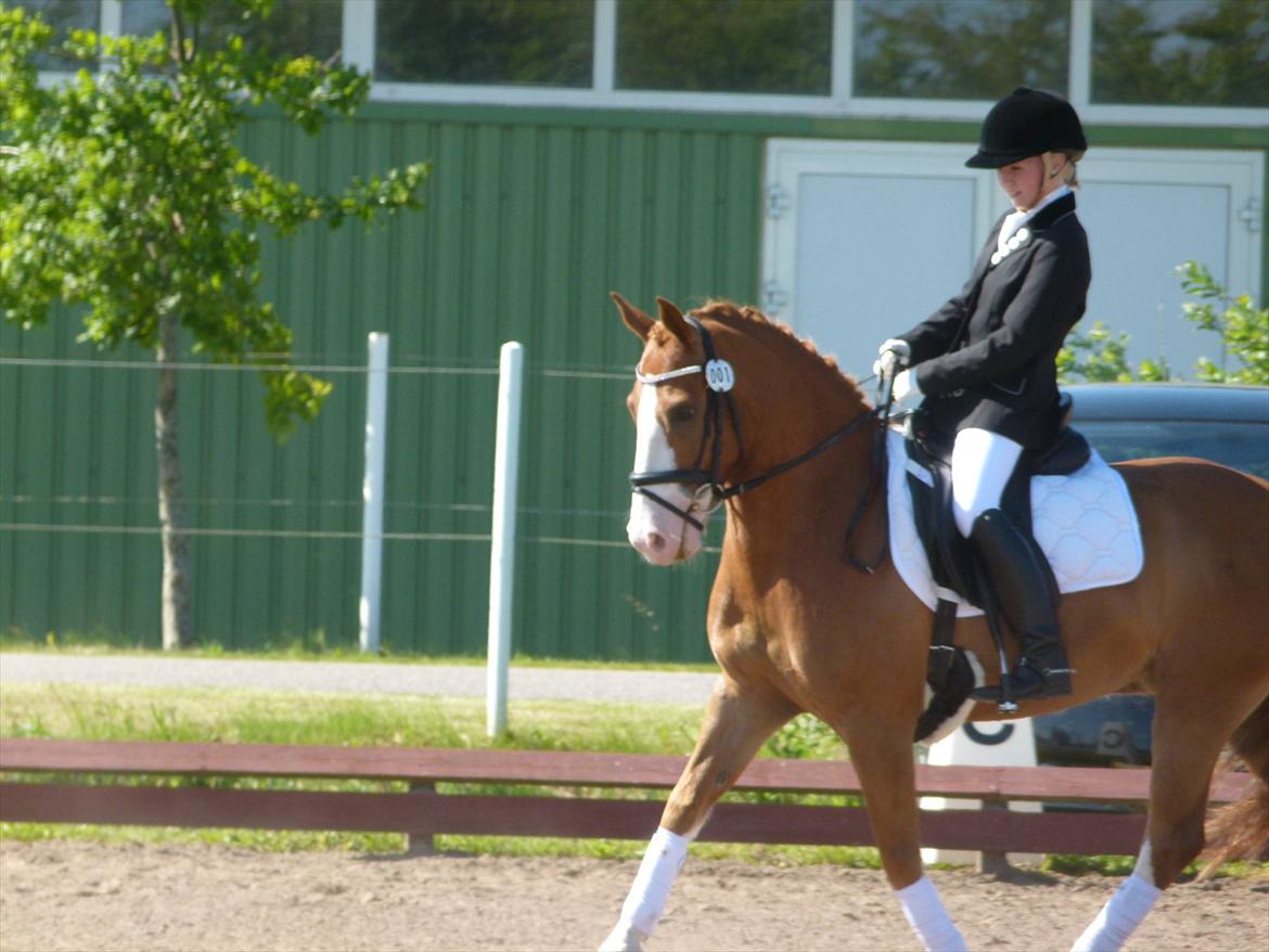 Anden særlig race Stitch billede 11