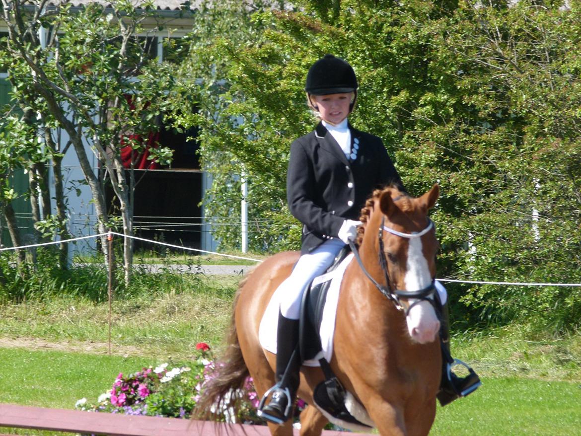 Anden særlig race Stitch billede 14