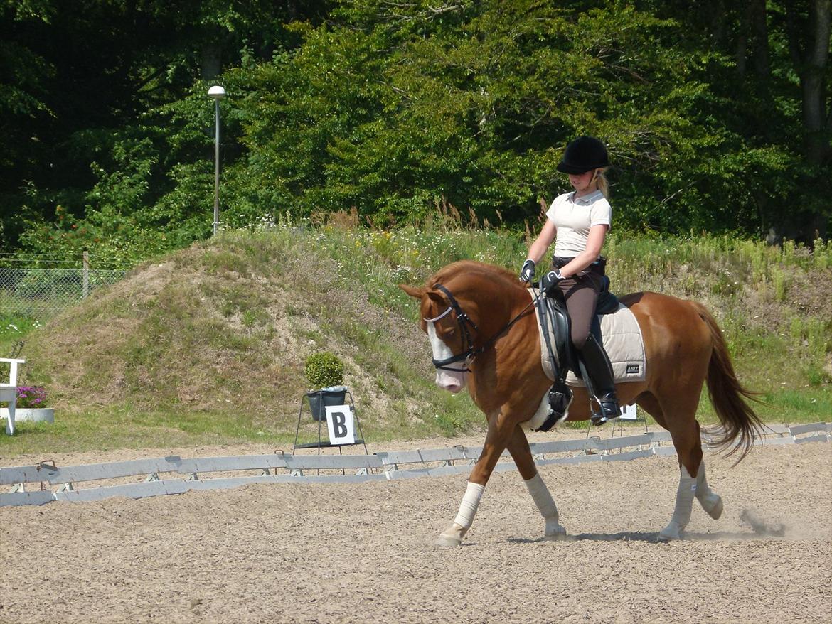 Anden særlig race Stitch billede 17