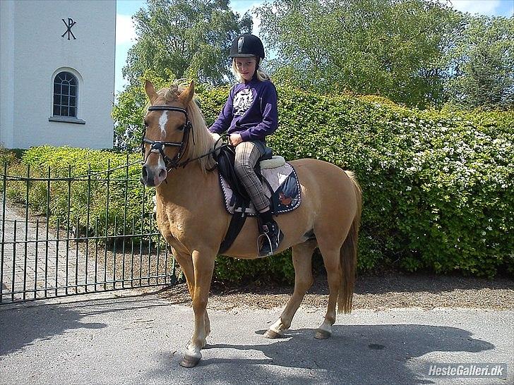 Anden særlig race smørblomst<3 savnes!(solgt) - foran ørby kige!!=D
foto:Emilie!<33 billede 5