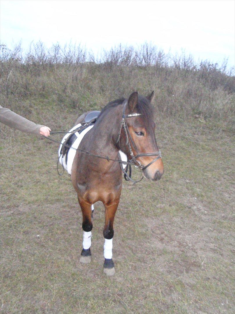 Anden særlig race lucas kahlua - lille baby hest :-) billede 7