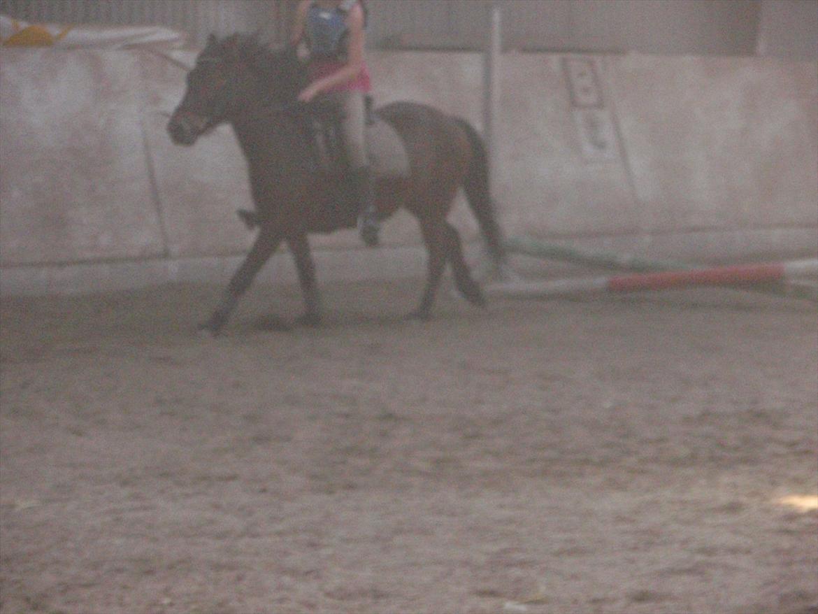 Anden særlig race lucas kahlua - fuld fart :-) billede 8