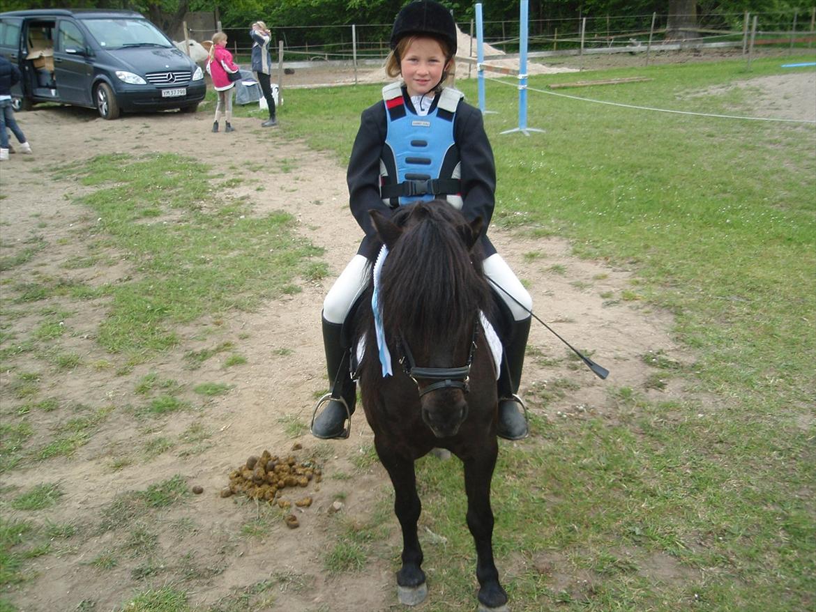 Shetlænder Hugo - starts :-) billede 14