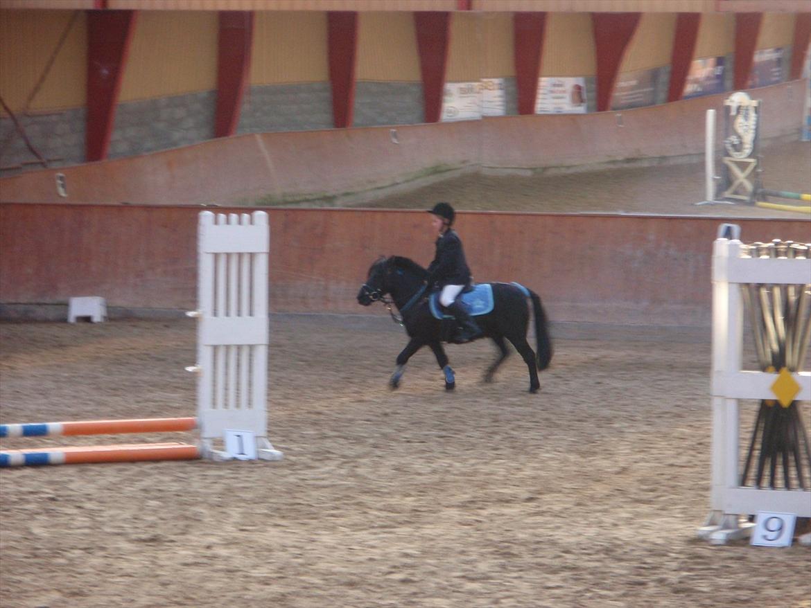 Shetlænder Hugo billede 15