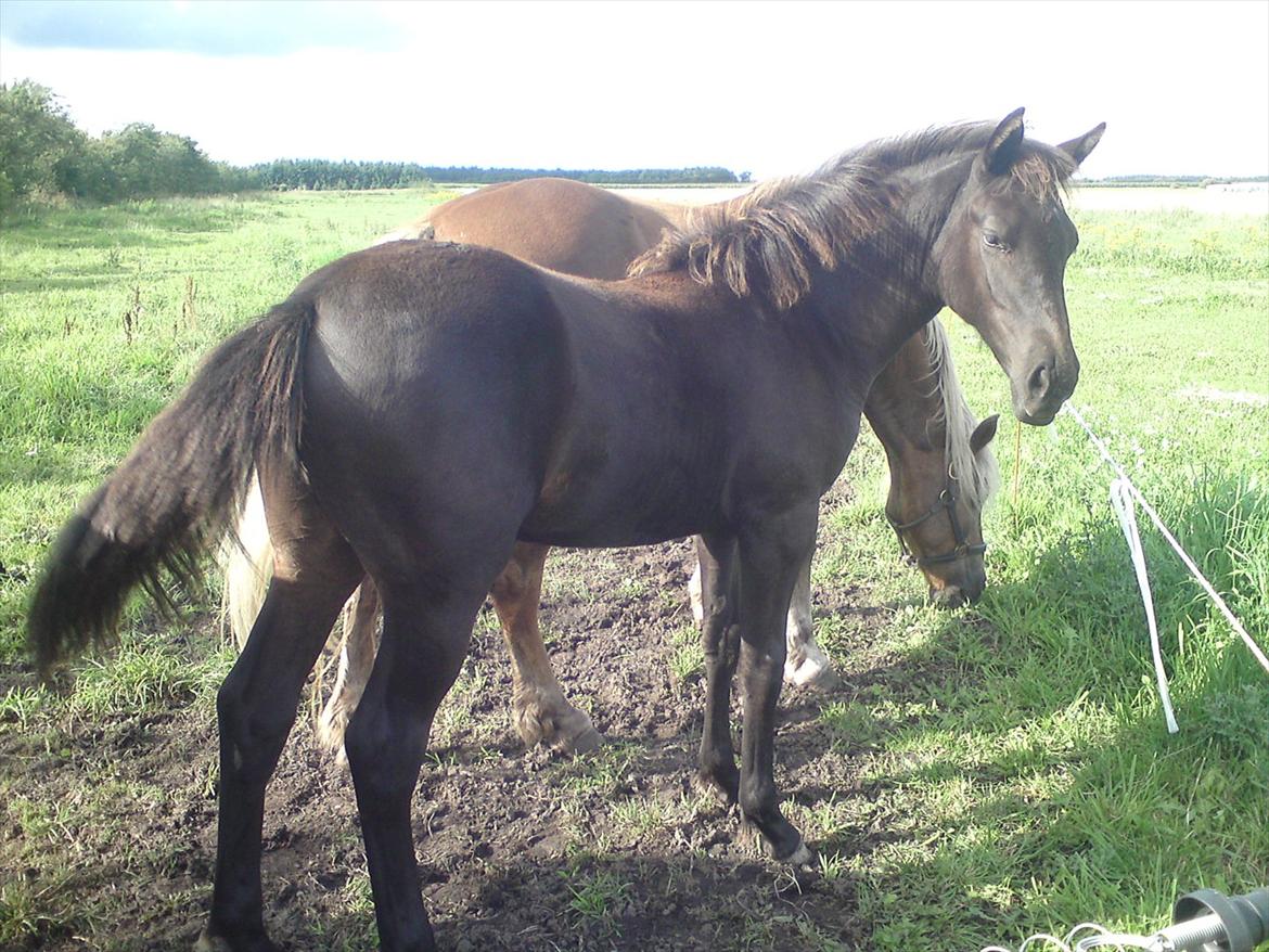 Anden særlig race  Annabell billede 17
