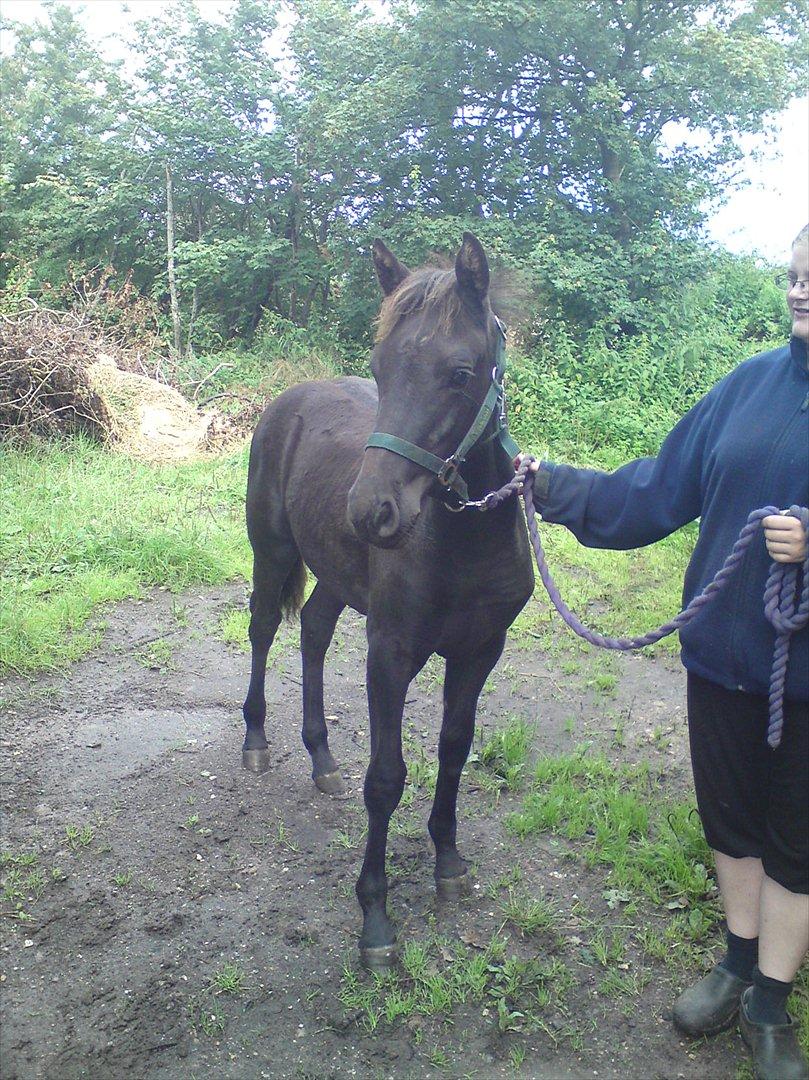 Anden særlig race  Annabell billede 19