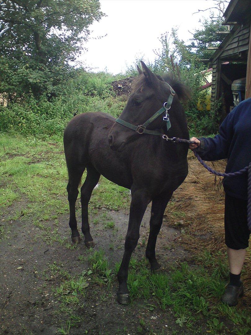 Anden særlig race  Annabell billede 20