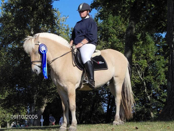 Fjordhest Mosegårdens ask billede 2