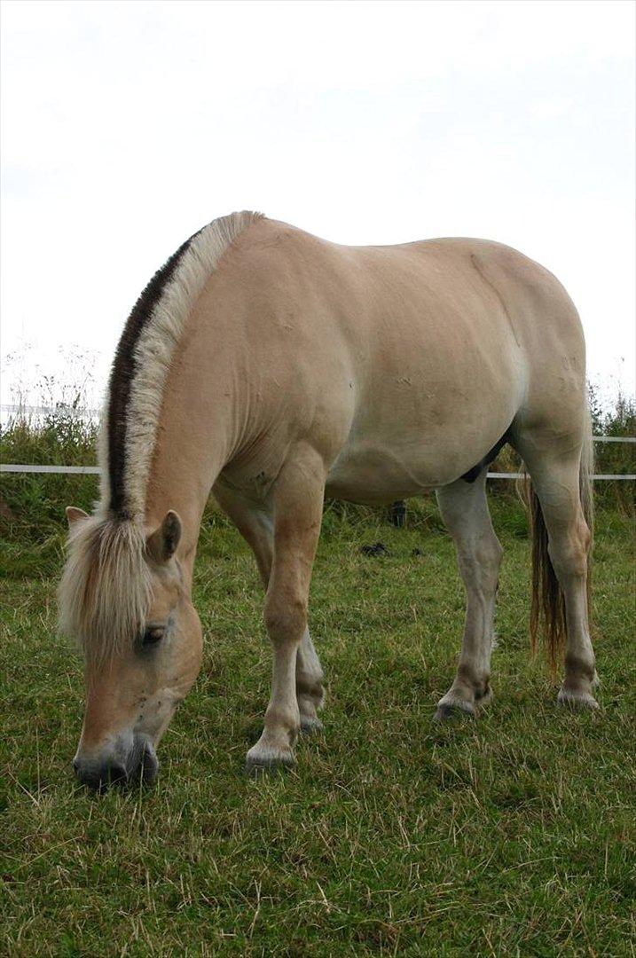 Fjordhest Mosegårdens ask billede 3