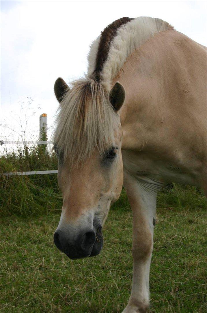 Fjordhest Mosegårdens ask billede 4