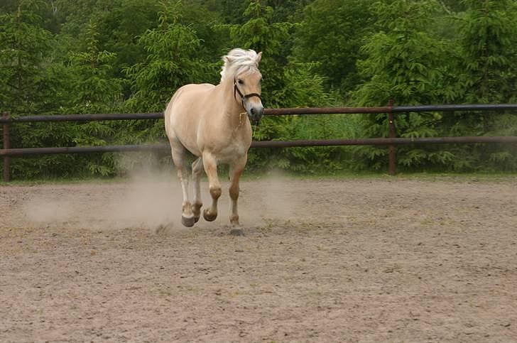 Fjordhest Mosegårdens ask billede 5