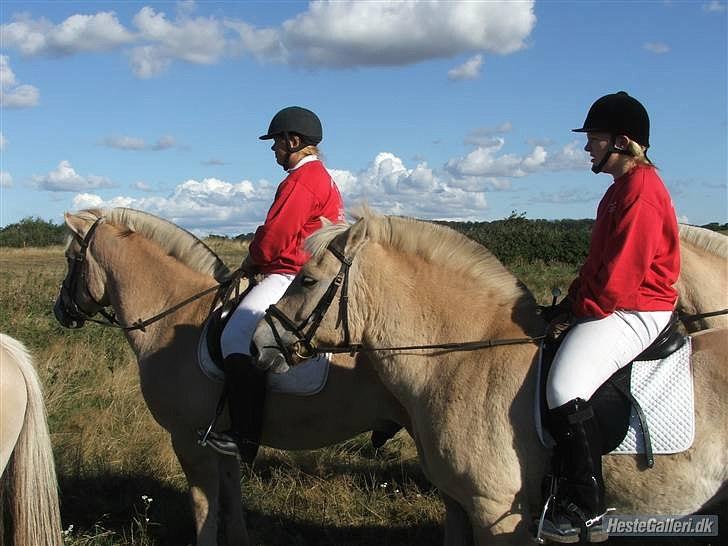 Fjordhest Mosegårdens ask - Ask og Kasmir billede 6