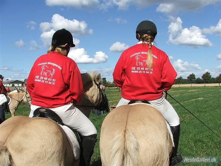Fjordhest Mosegårdens ask - Kasmir og Ask billede 7