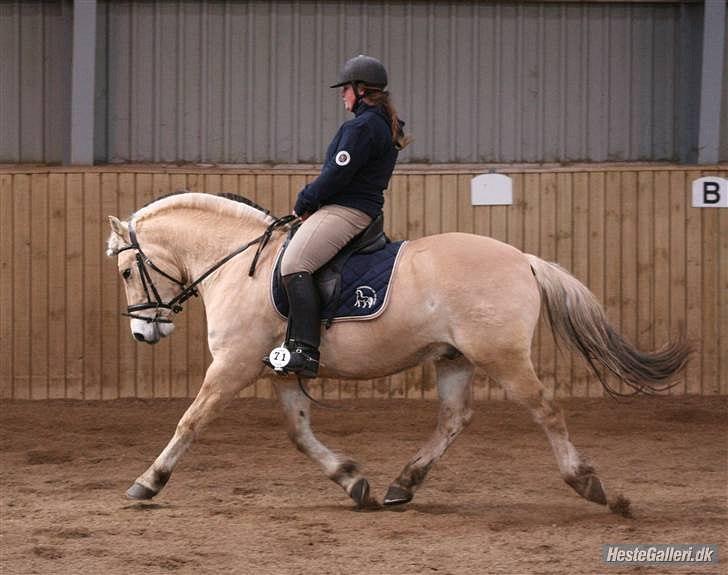 Fjordhest Mosegårdens ask billede 8