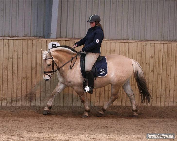 Fjordhest Mosegårdens ask billede 9