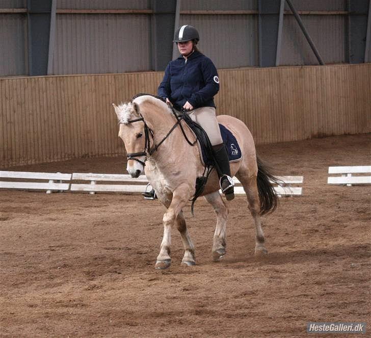 Fjordhest Mosegårdens ask billede 10