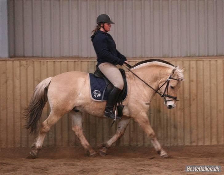 Fjordhest Mosegårdens ask billede 11