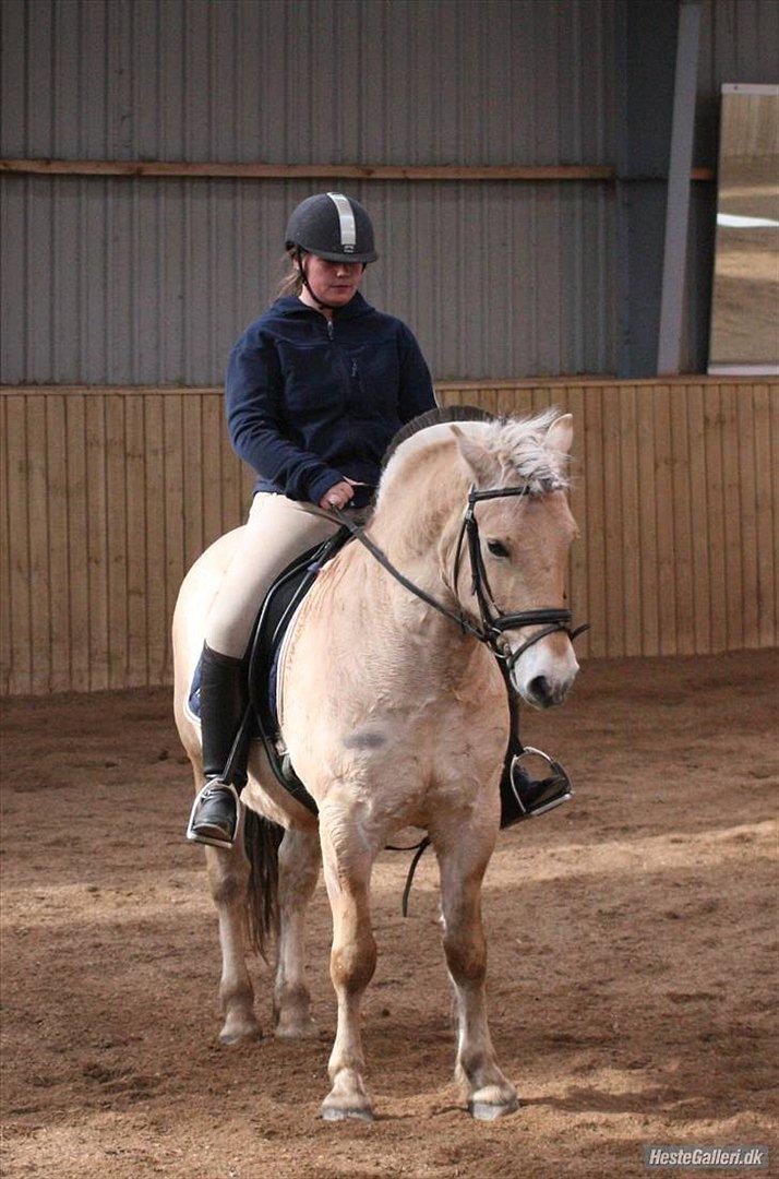 Fjordhest Mosegårdens ask billede 12