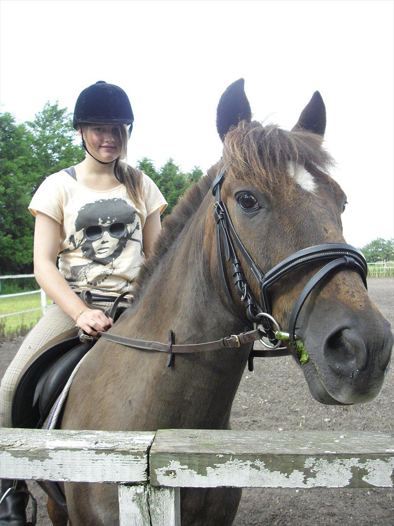 Hollandsk Sportspony KING<3 billede 15