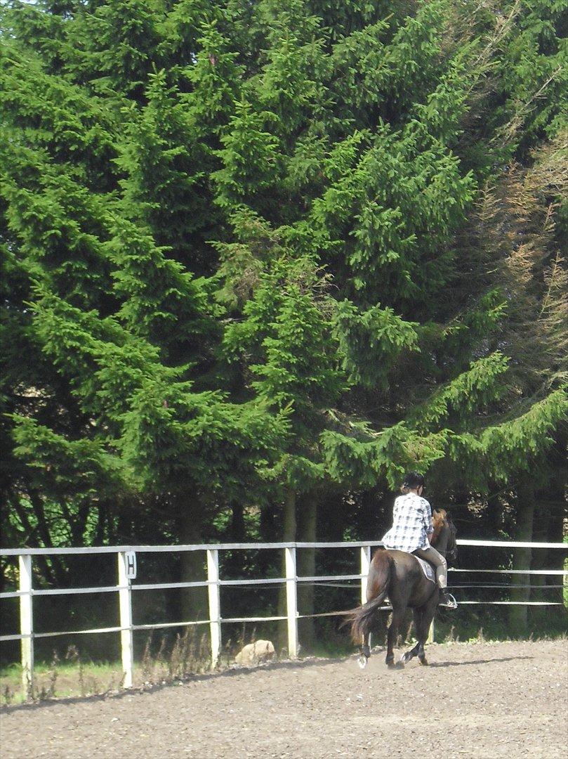 Hollandsk Sportspony KING<3 billede 16