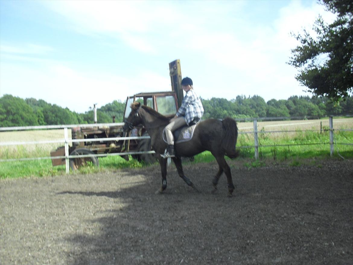 Hollandsk Sportspony KING<3 billede 17